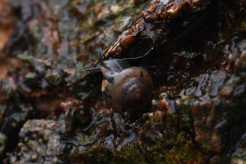 Kaliella depressa, 2026-05-20