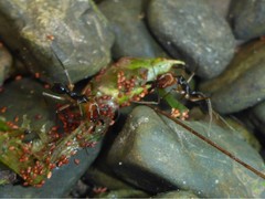 Odontomachus erythrocephalus
