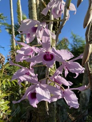 Dendrobium