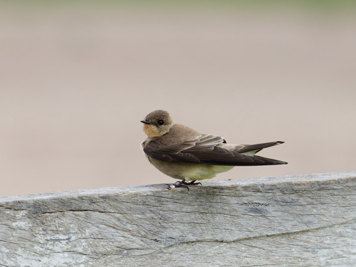 Southern Rough-winged Swallow