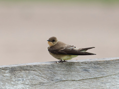 Southern Rough-Winged Swallow photo 3