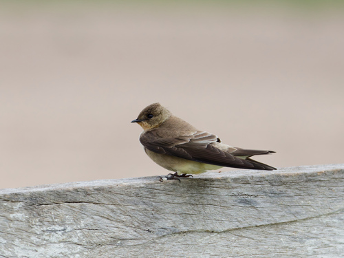 Southern Rough-winged Swallow (Stelgidopteryx ruficollis), photo 10