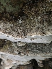 Leucophellinus hobsonii