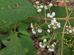 Callicarpa longifolia