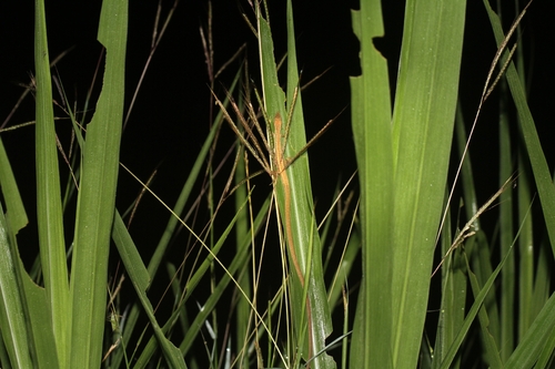 Oriental Long-tailed Grass Lizard