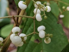 Callicarpa longifolia