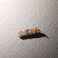 Calguia defiguralis