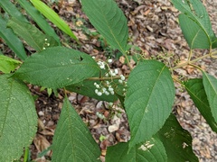 Callicarpa longifolia