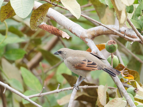 Greyish Baywing (Agelaioides badius), photo 10