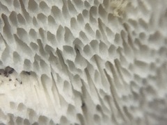 Leucophellinus hobsonii