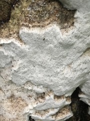 Leucophellinus hobsonii