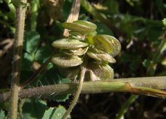 Medicago tornata