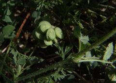 Medicago tornata