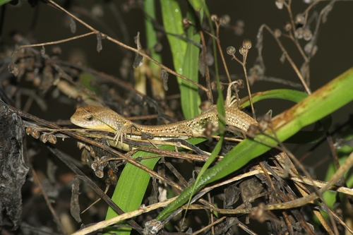 Common Sun Skink