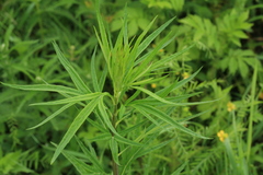 Artemisia selengensis