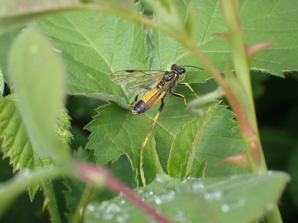 Tenthredo diana