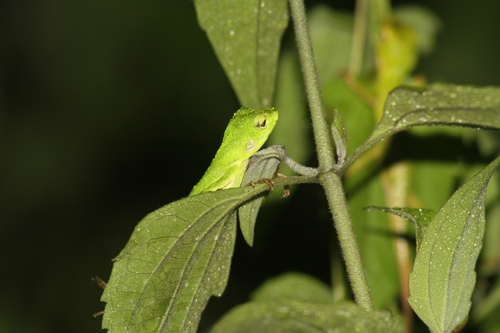 Great Crested Canopy Lizard