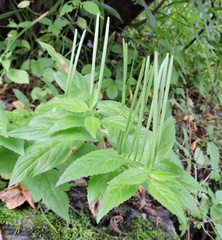 Epilobium royleanum