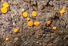 Cheilymenia raripila