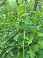 Cubelium concolor, photograph Peter Quakenbush, CC BY, iNaturalist via GBIF