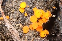 Cheilymenia raripila