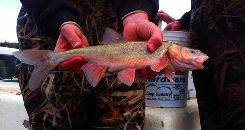 Roundtail Chub