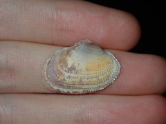 Irus crenatus