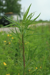 Artemisia selengensis