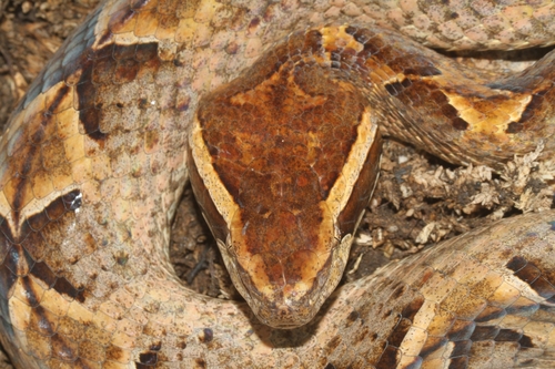 Malayan Pit Viper