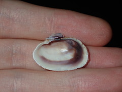 Irus crenatus