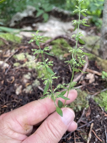 Hedeoma acinoides, photograph 4