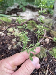 Hedeoma acinoides, photograph author not stated, no rights reserved
