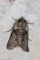 Abrostola microvalis