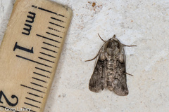 Abrostola microvalis