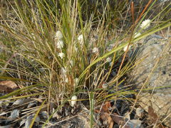 Lomandra leucocephala