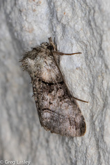 Abrostola microvalis