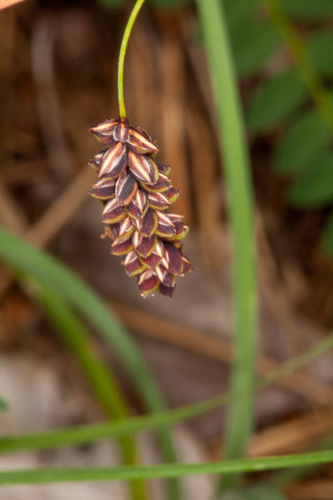 Blue sedge