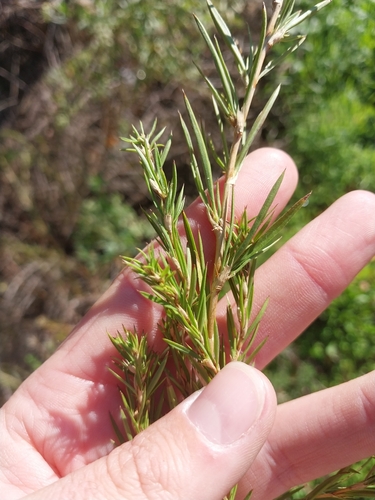 Cliffortia strobilifera, photograph 3