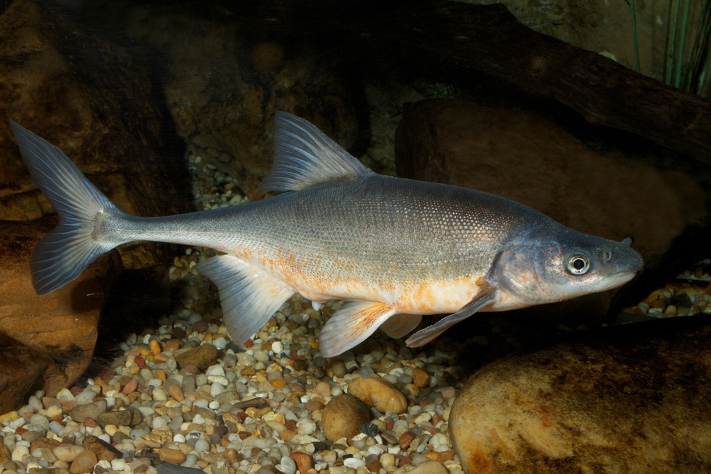 Bonytail