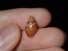 Pardalinops testudinaria
