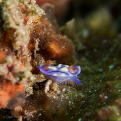Hypselodoris zephyra