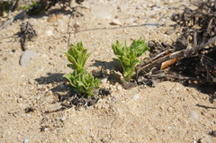 Tournefortia sibirica