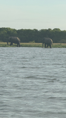 Sri Lankan Elephant
