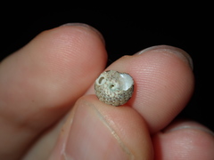 Eurytrochus strangei