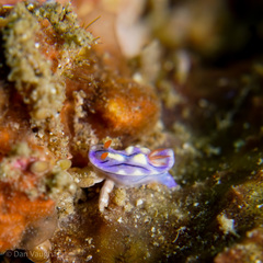 Hypselodoris zephyra