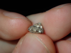 Eurytrochus strangei