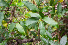 Strophanthus divaricatus