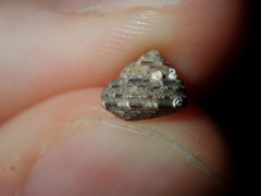 Eurytrochus strangei