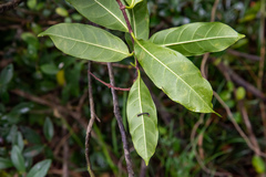 Strophanthus divaricatus