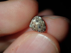 Eurytrochus strangei